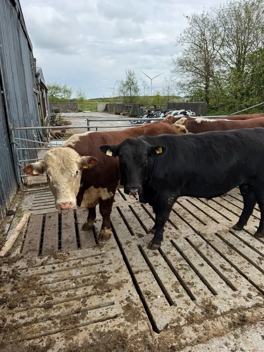 Angus and Hereford Bulls PBR - Image 2