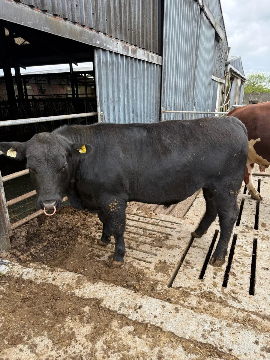 Angus and Hereford Bulls PBR - Image 1