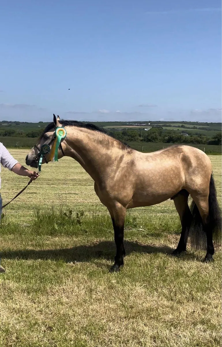 Class 1 Connemara Stallion at Stud - Image 1