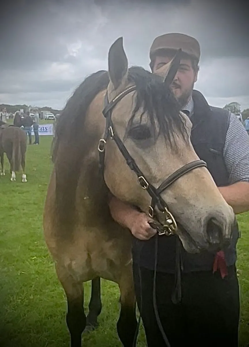 Class 1 Connemara Stallion at Stud - Image 2