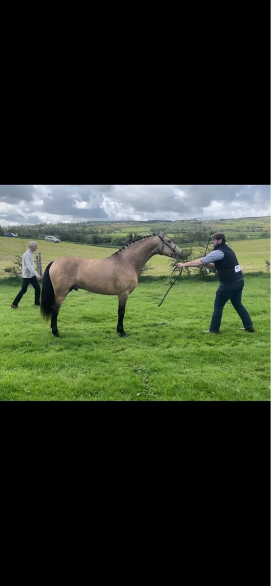 Class 1 Connemara Stallion at Stud - Image 3
