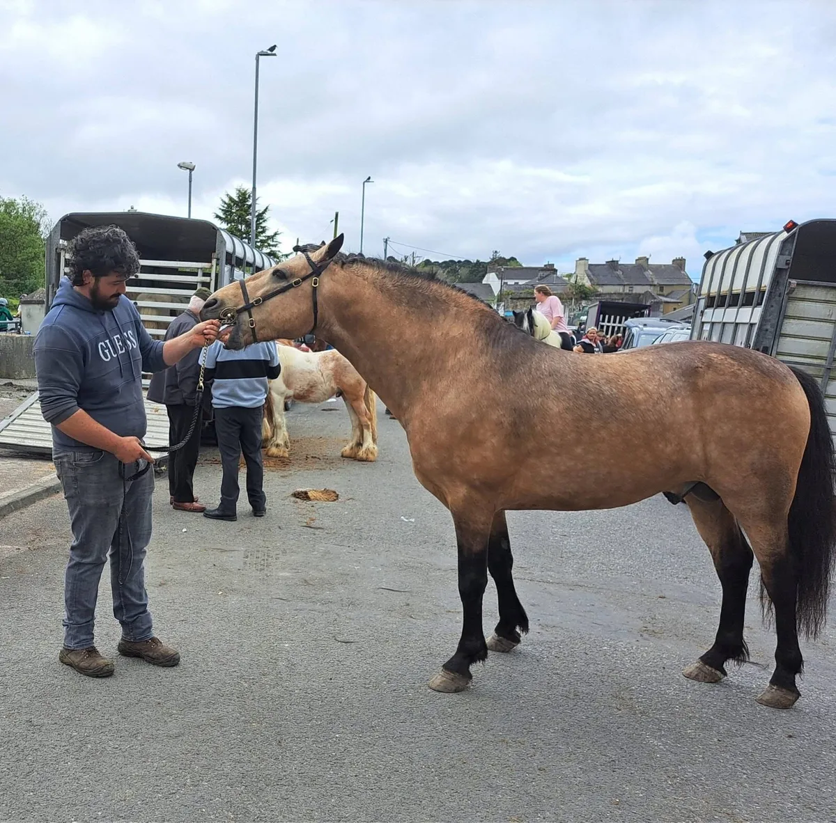 Class 1 Connemara Stallion at Stud - Image 4