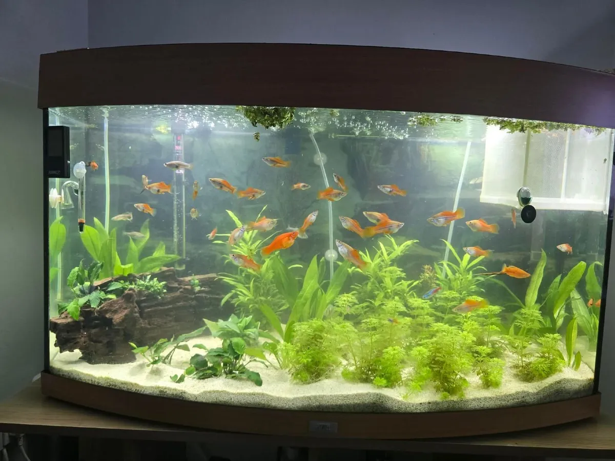 Fish for sale