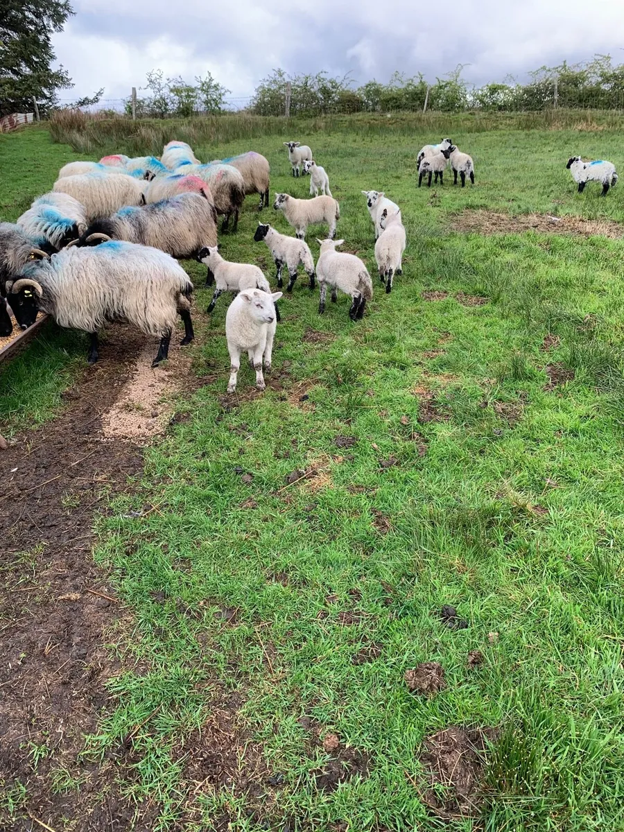 Sheep & Lambs - Image 2