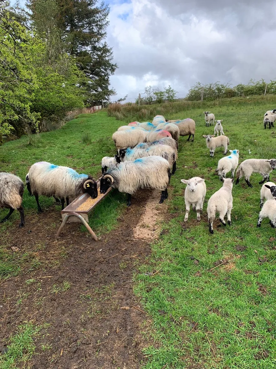 Sheep & Lambs - Image 3