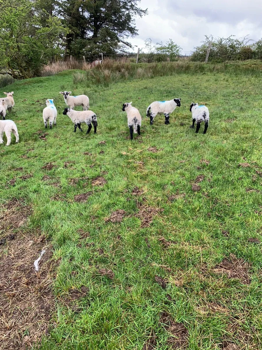 Sheep & Lambs - Image 4