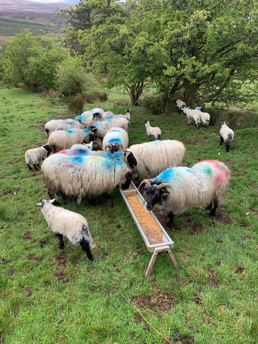 Sheep & Lambs - Image 1