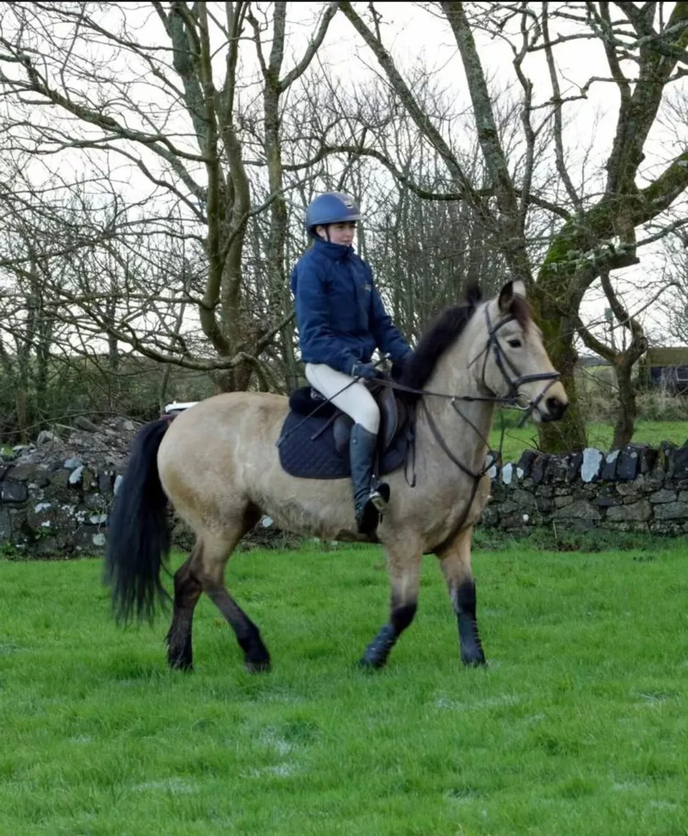 Lot 102 GORESBRIDGE 6th May: 6 yr 138 dun mare - Image 2