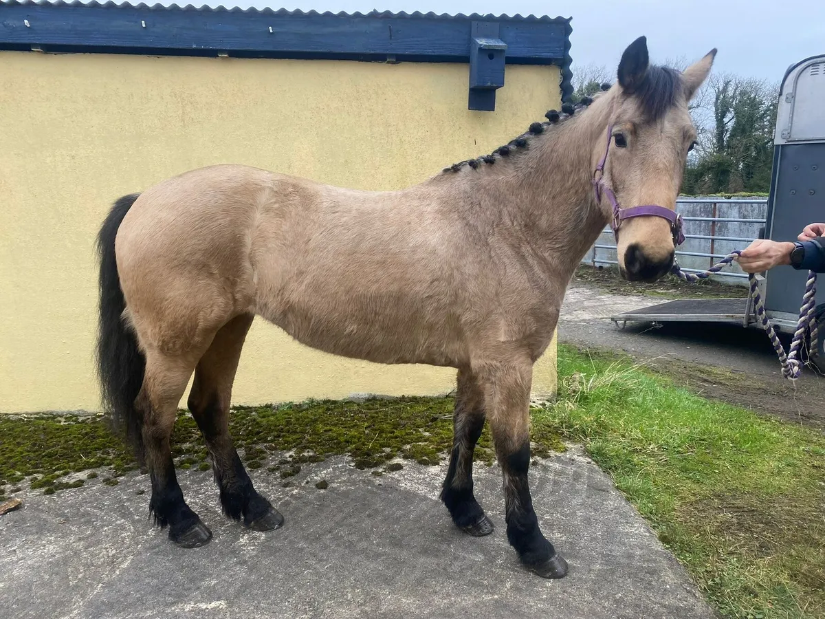 Lot 102 GORESBRIDGE 6th May: 6 yr 138 dun mare - Image 3
