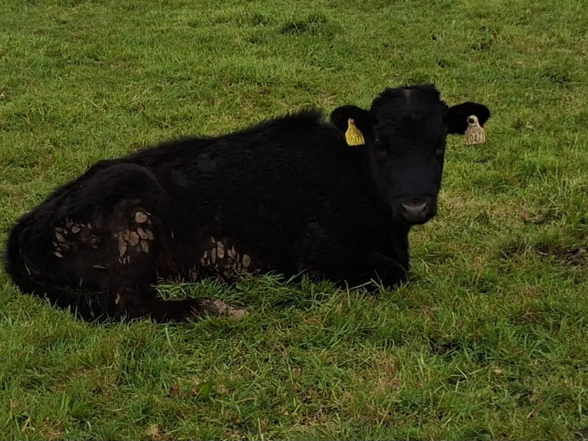 Organic Dexter cattle - Image 2