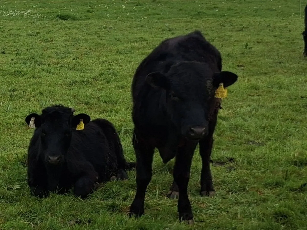 Organic Dexter cattle - Image 3