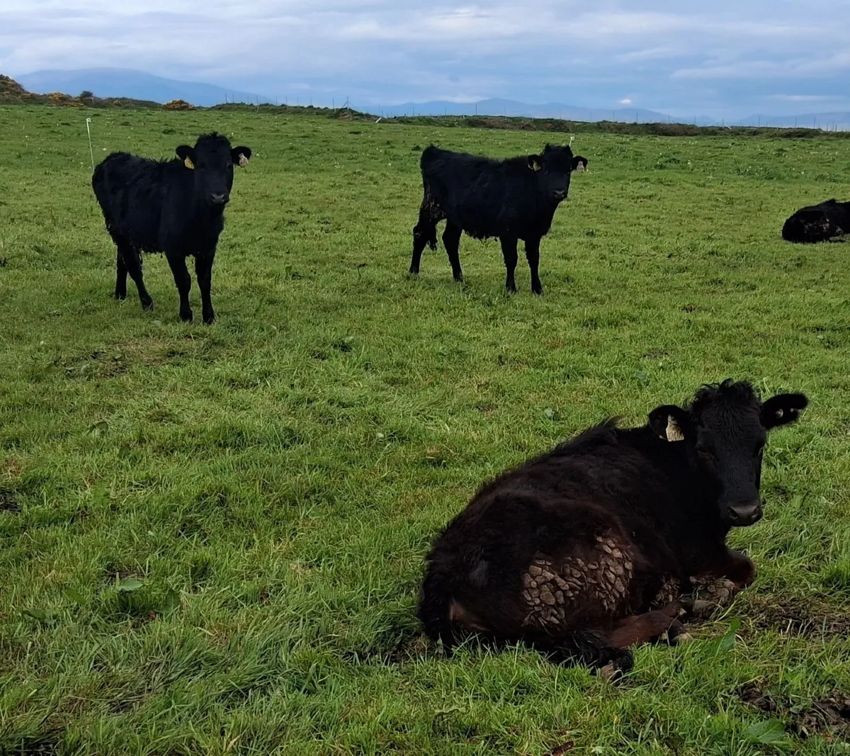 Organic Dexter cattle - Image 4