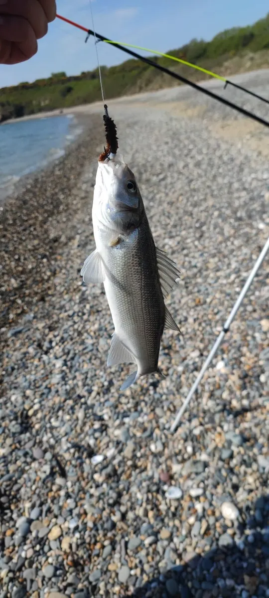 Ragworms for sea fishing - Image 4