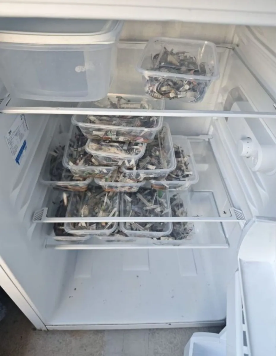 Ragworms for sea fishing - Image 3