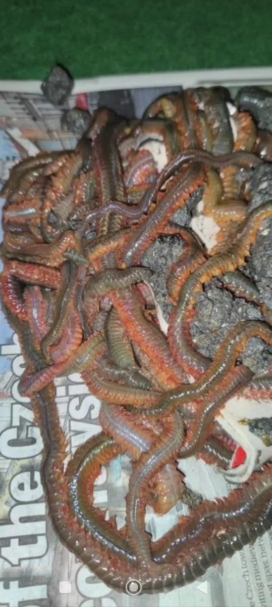 Ragworms for sea fishing - Image 1