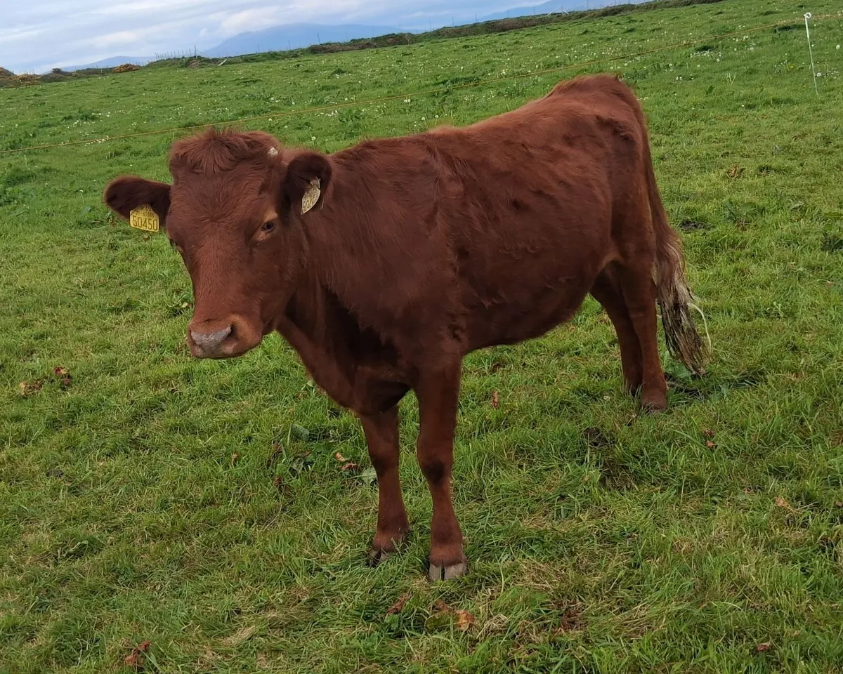 Organic Dexter cattle - Image 1