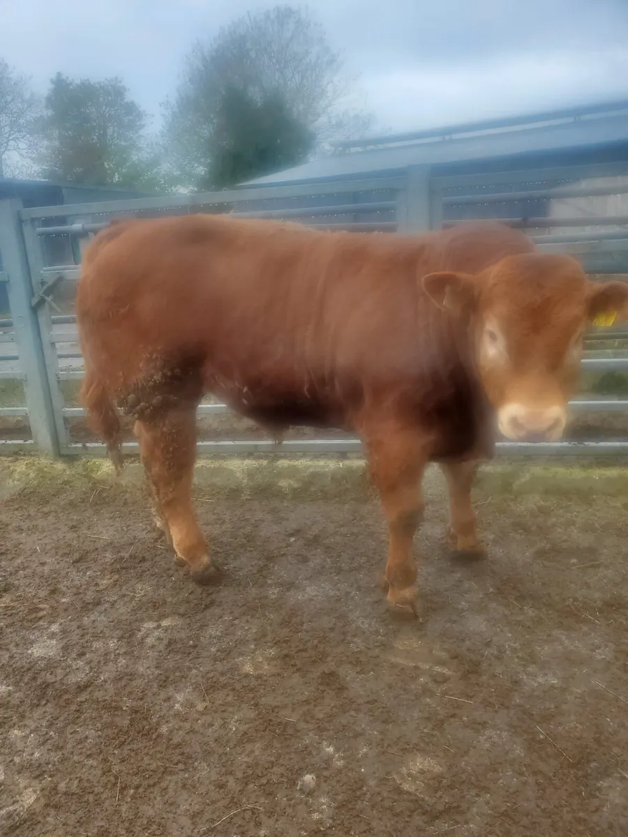 Cattle - Image 2