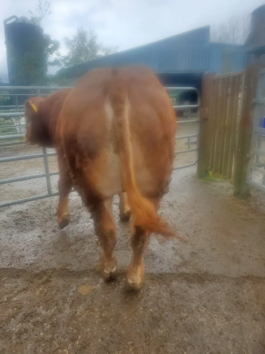 Cattle - Image 3