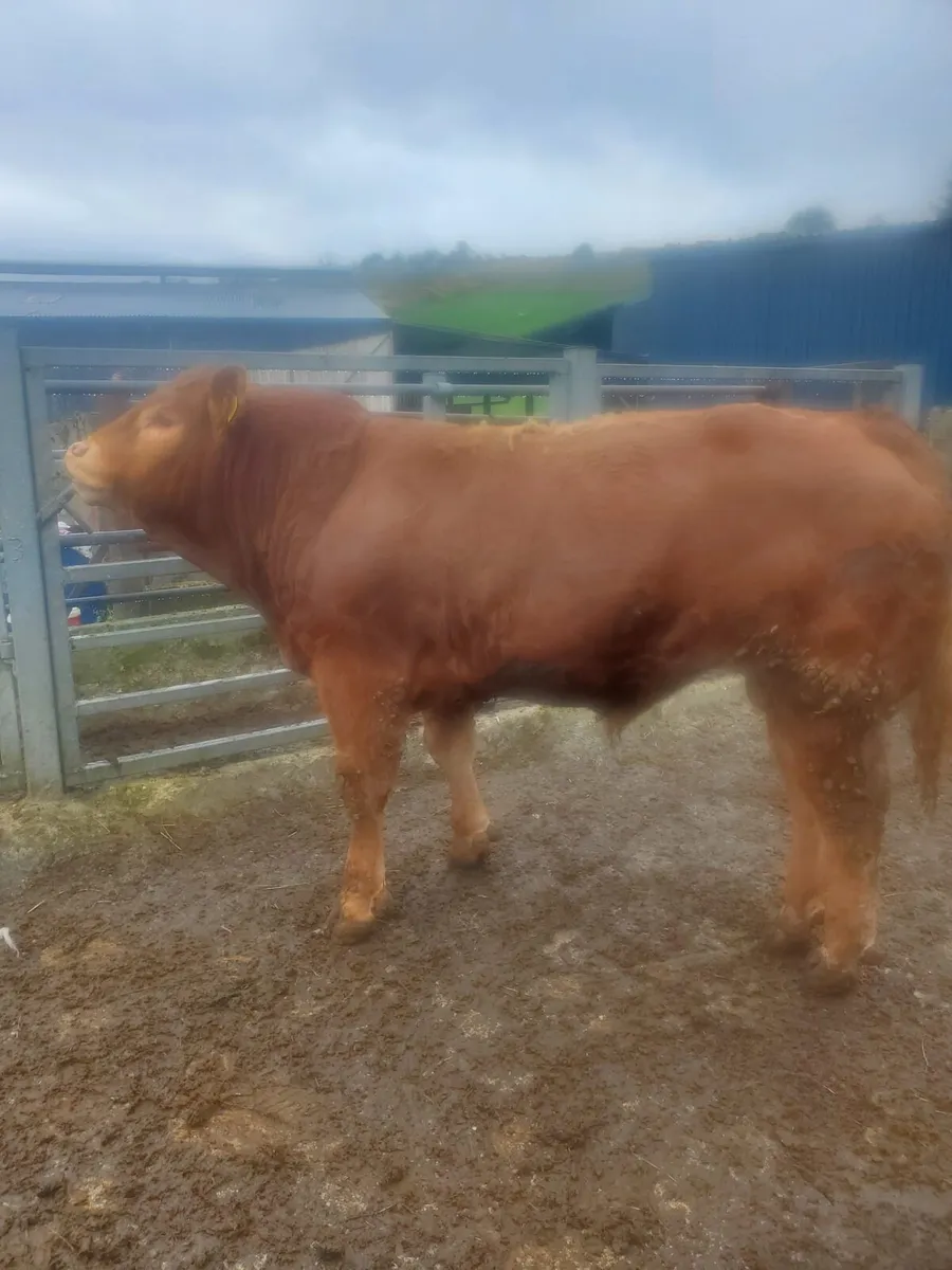 Cattle - Image 4