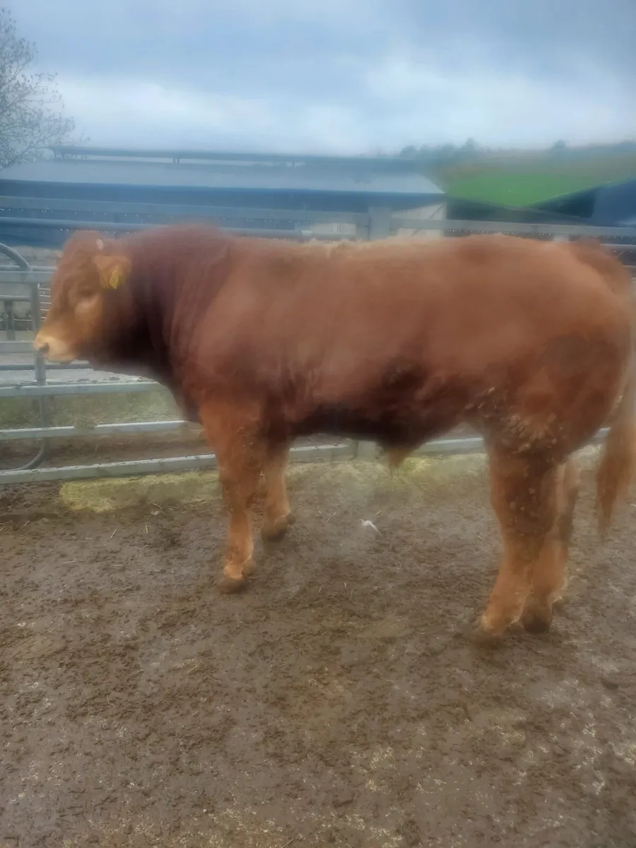 Cattle - Image 1