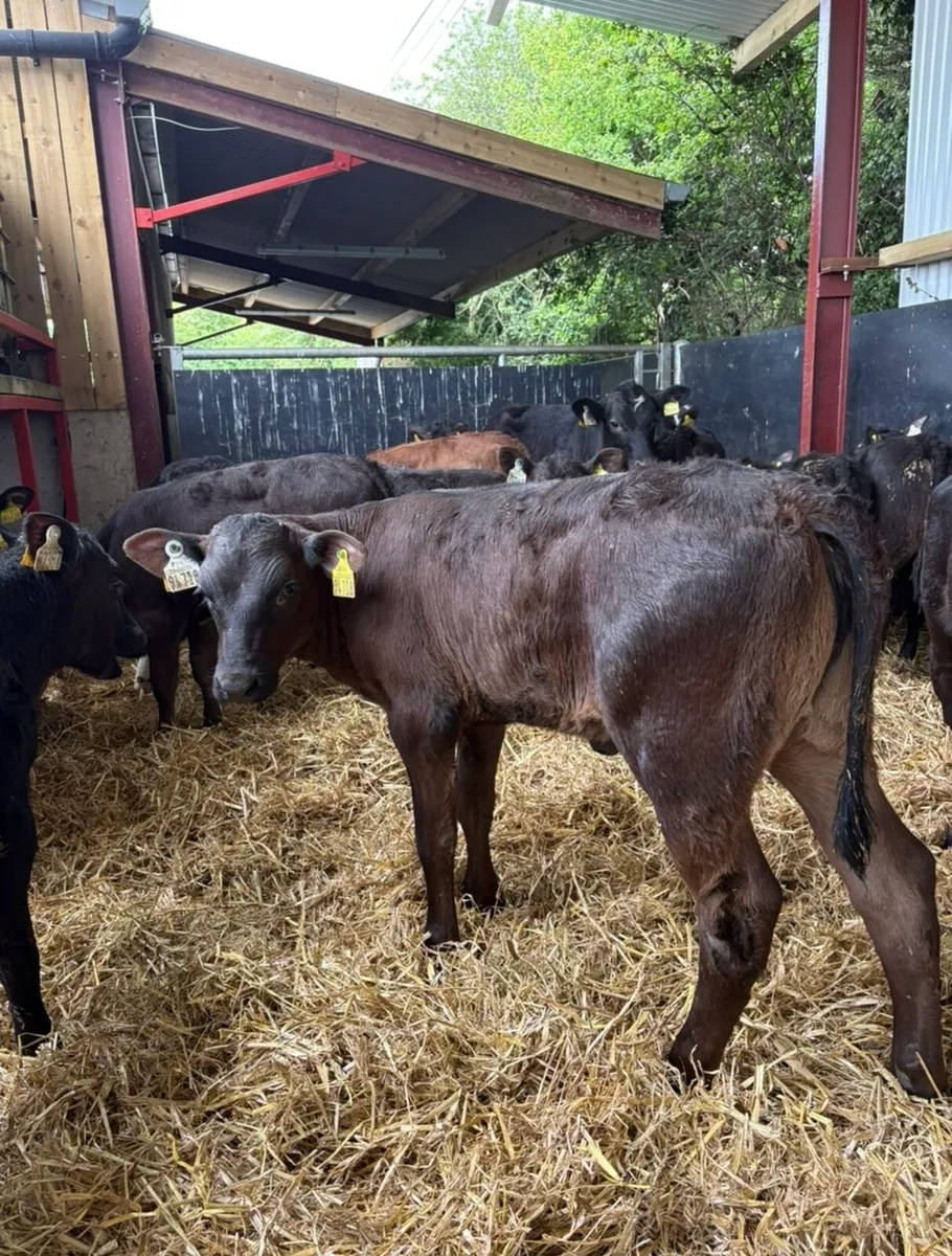 20 super continental calves (NO MILk REQUIRED)🔥 - Image 3