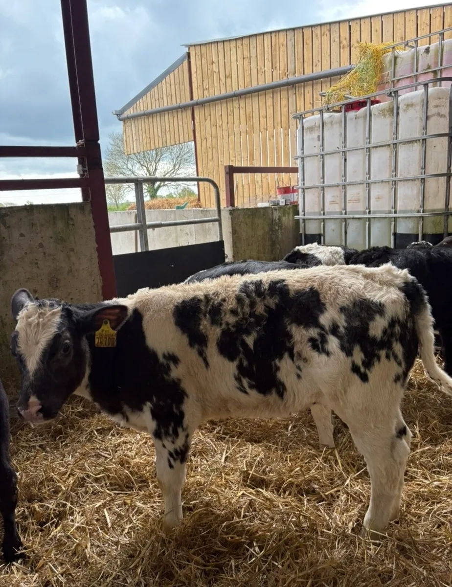 20 super continental calves (NO MILk REQUIRED)🔥 - Image 1