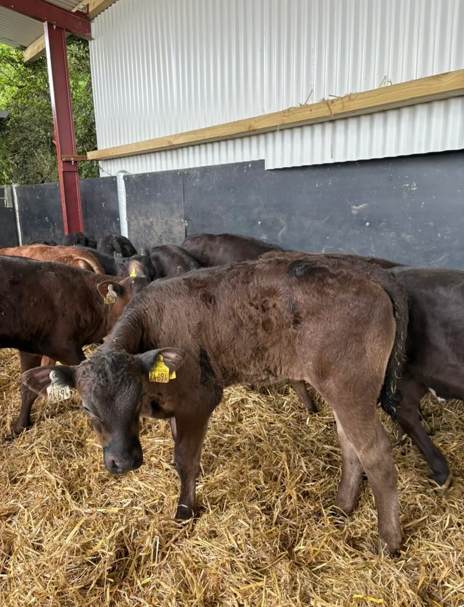 20 super continental calves (NO MILk REQUIRED)🔥 - Image 2