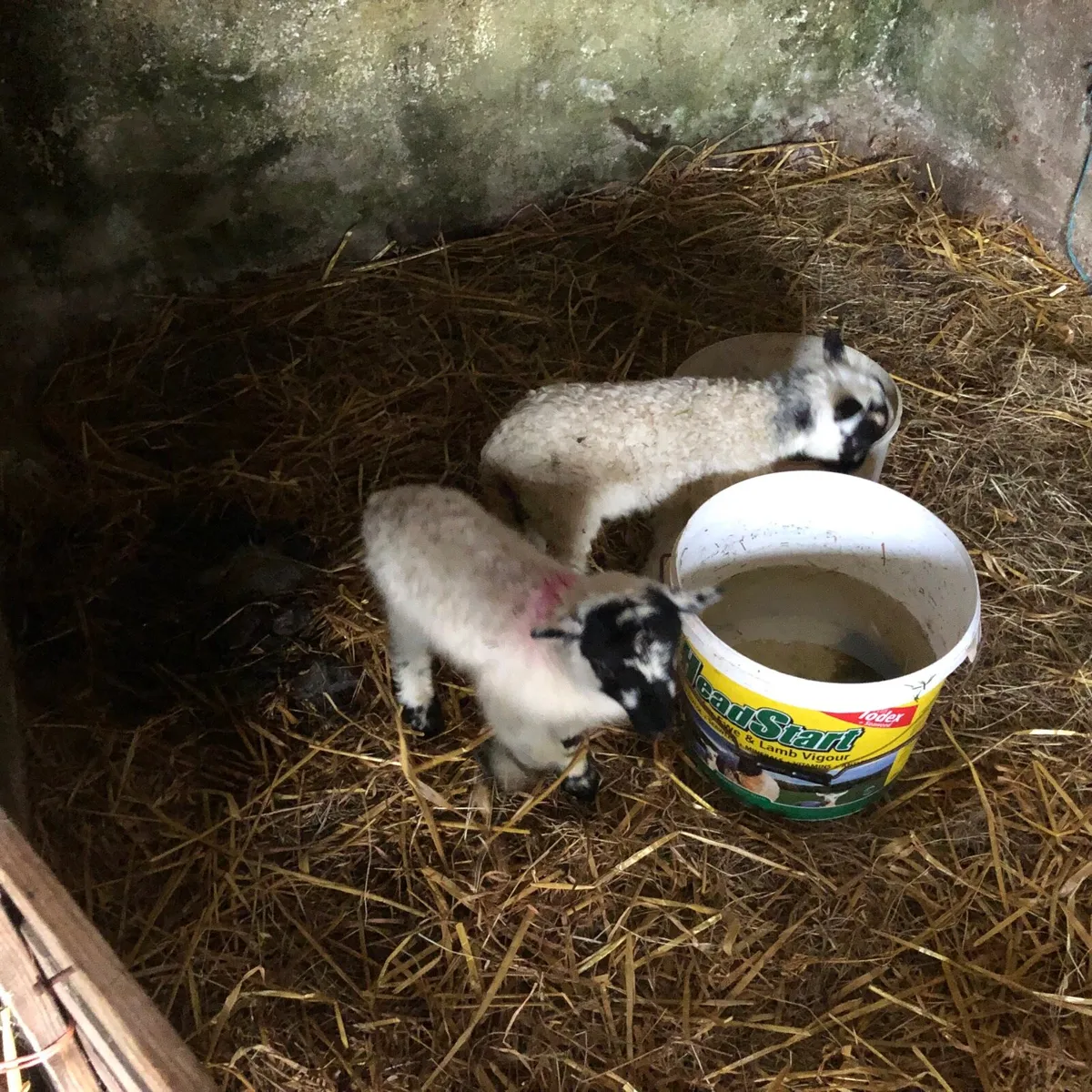 Pet foster lamb - Image 2