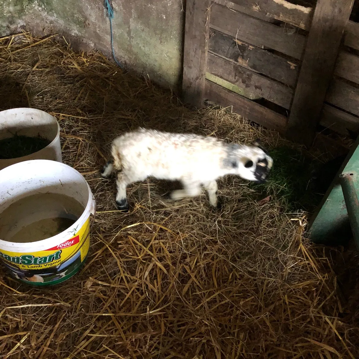Pet foster lamb - Image 1