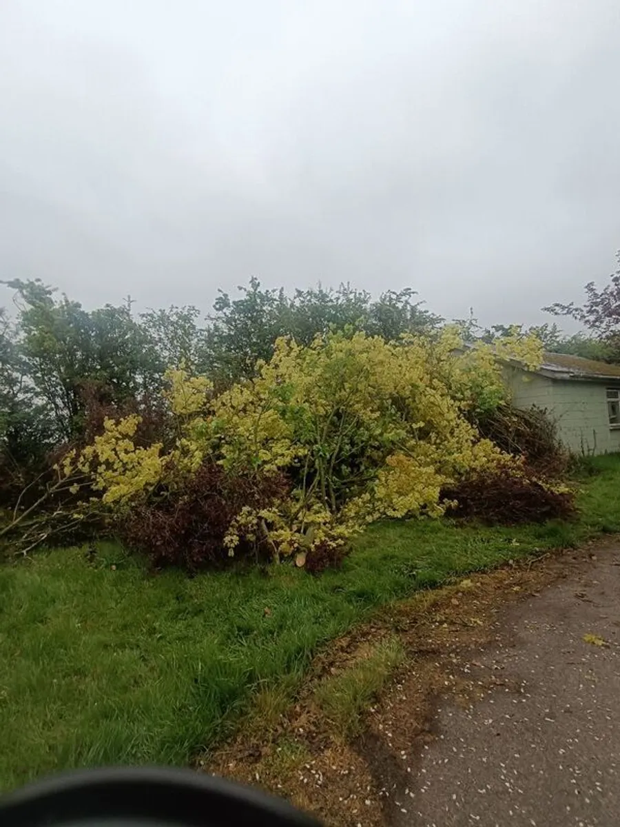 garden - Image 1