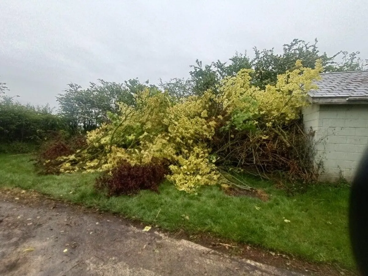garden - Image 2