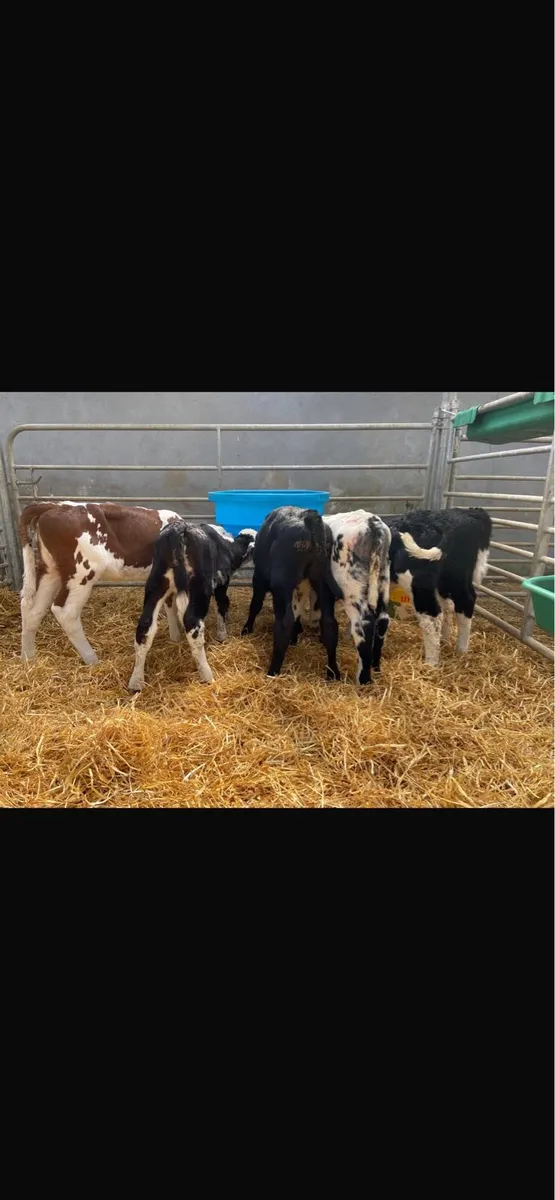 JOB LOT CALF’S - Image 2