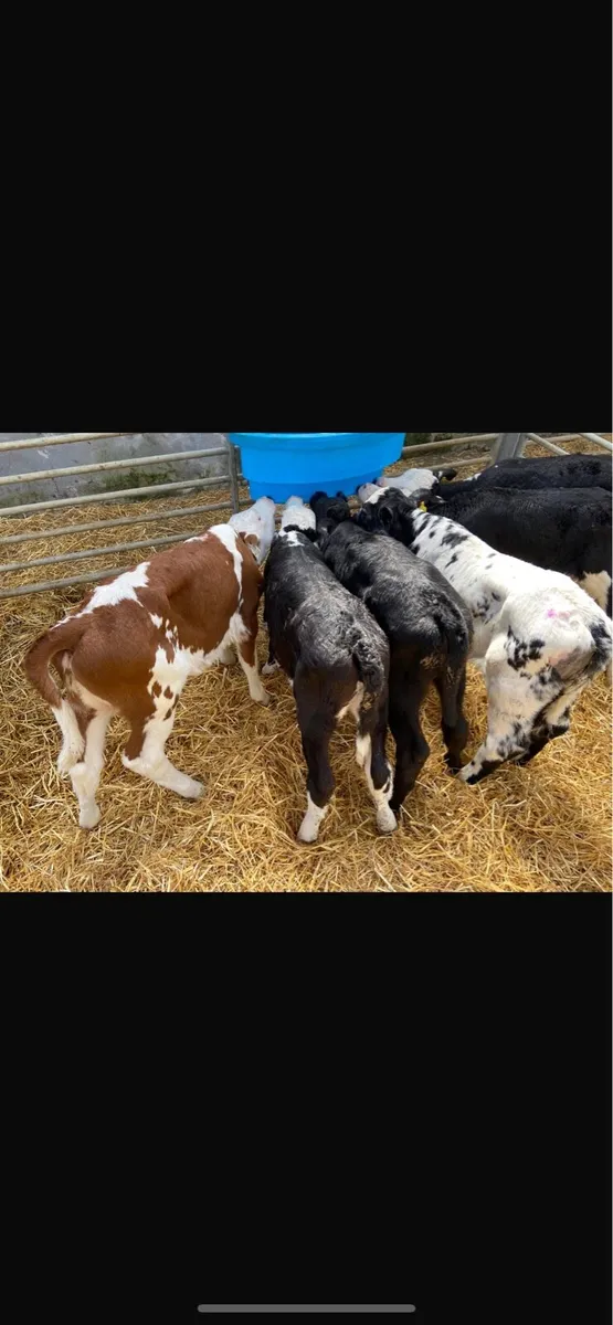JOB LOT CALF’S - Image 3