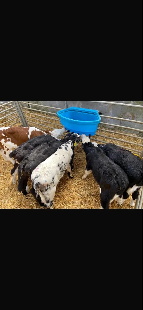 JOB LOT CALF’S - Image 4