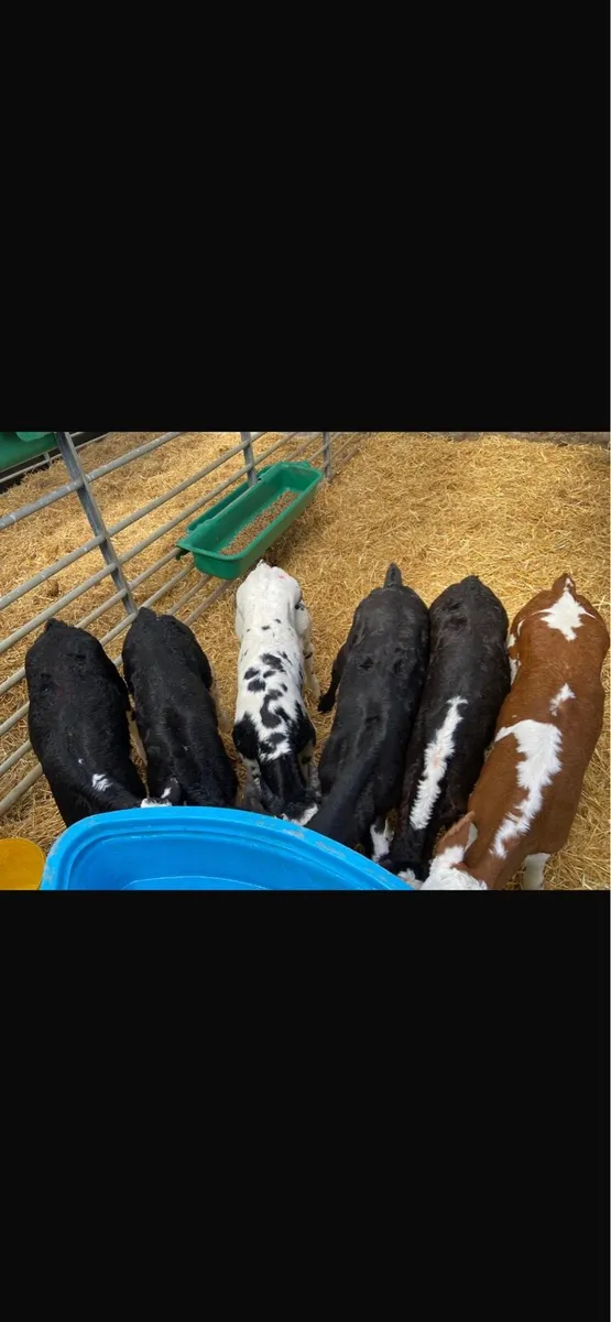 JOB LOT CALF’S - Image 1