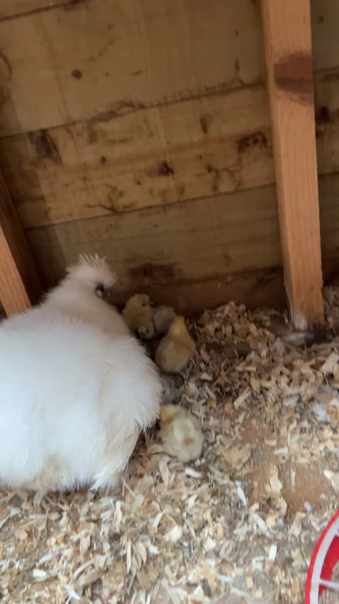 Silkie chicks for sale - Image 4
