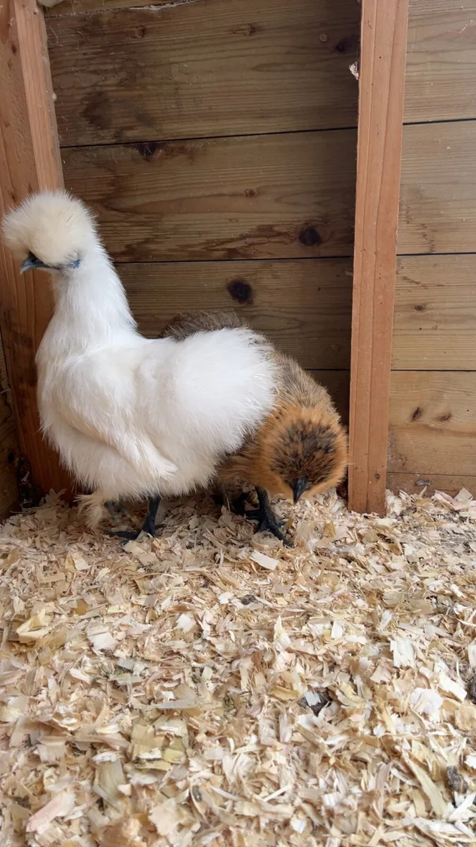 Silkie chicks for sale - Image 1