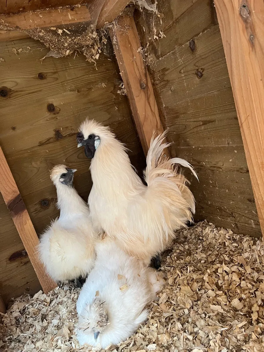 Silkie chicks for sale - Image 2