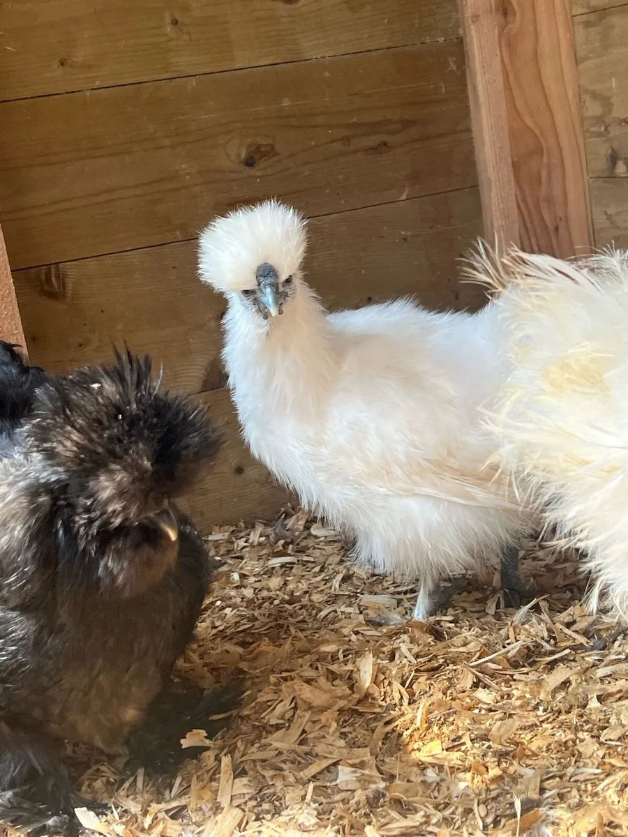 Silkie chicks for sale - Image 3