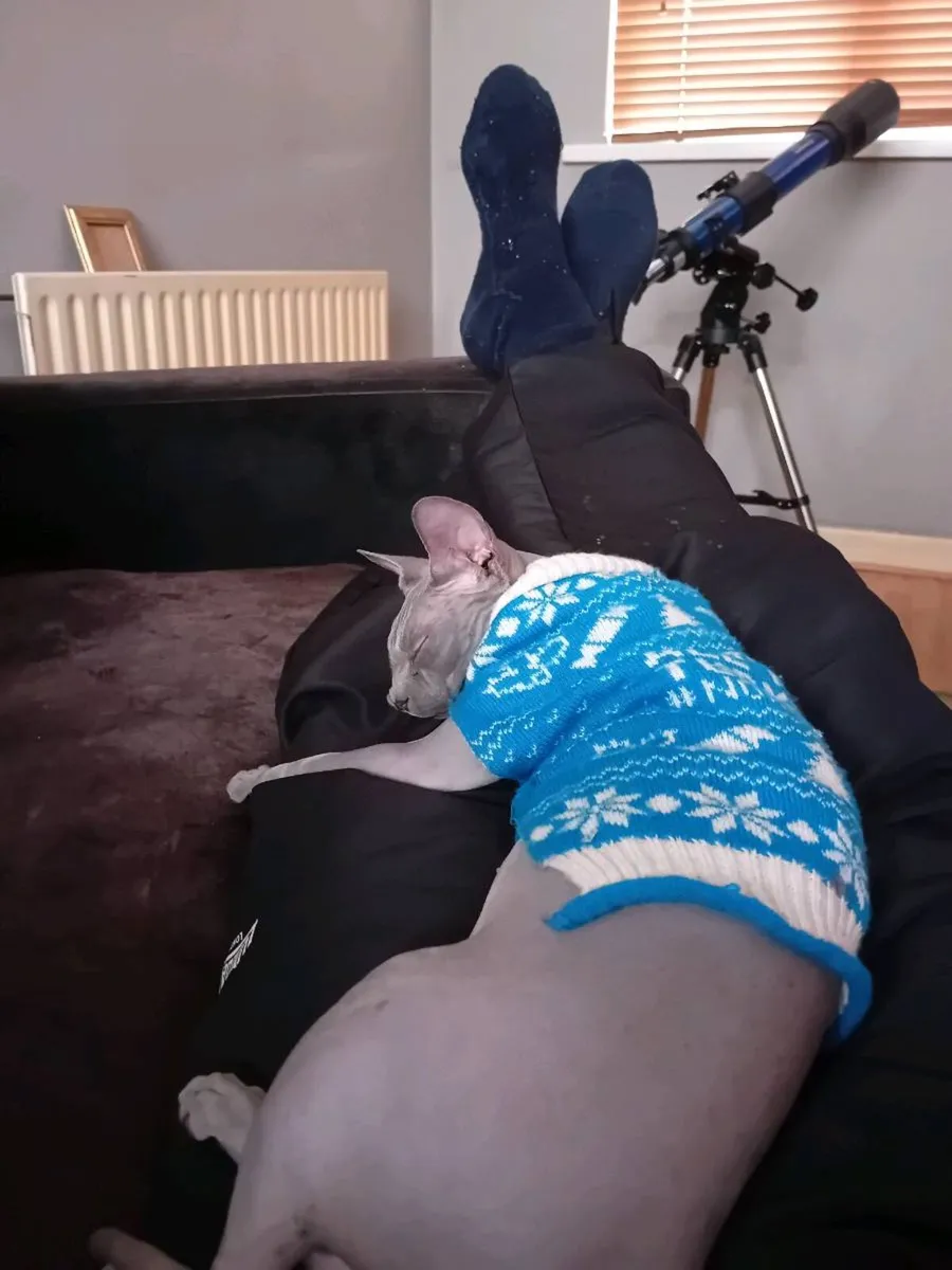 Sphynx cat