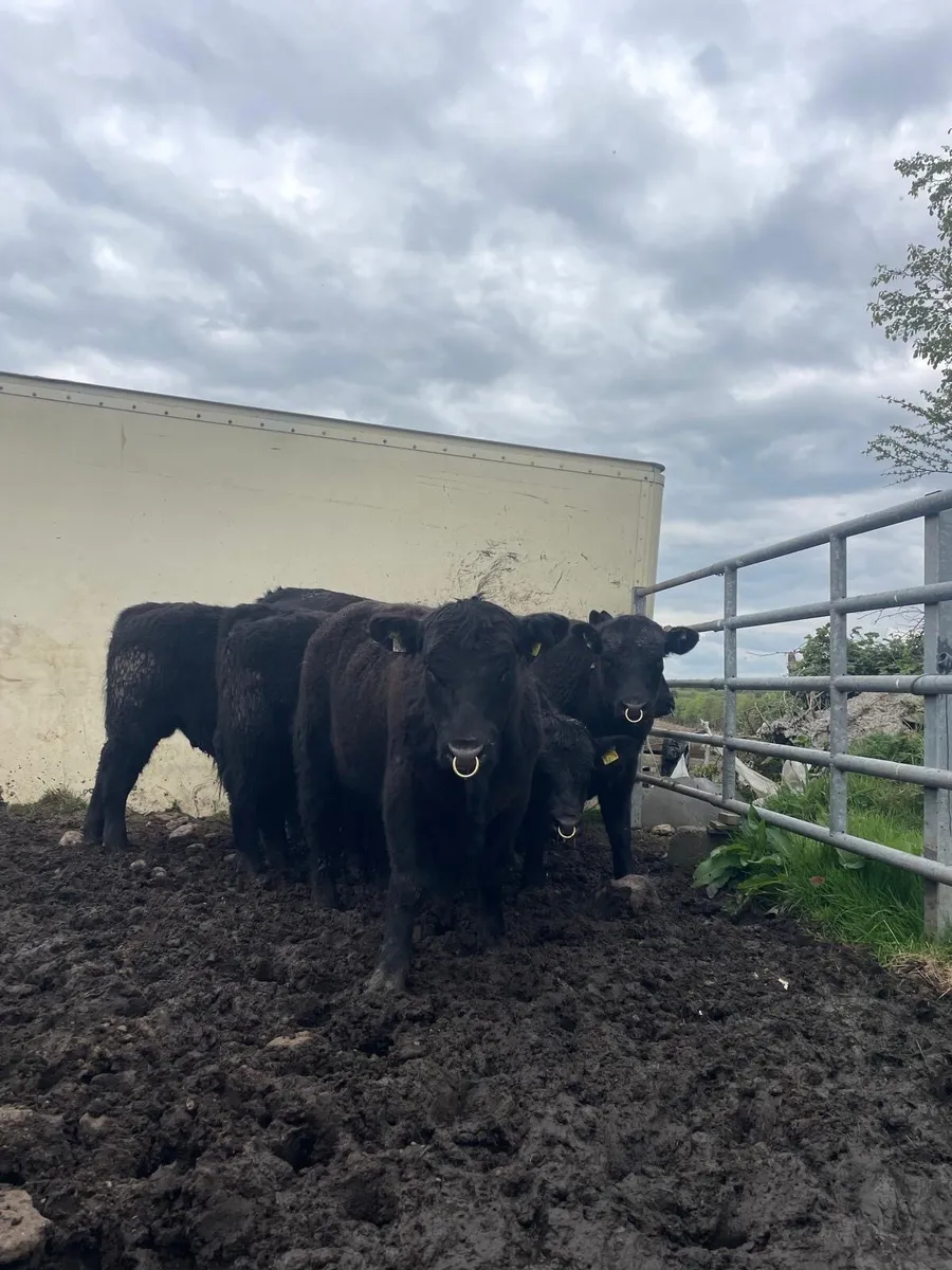PBR Angus Bulls - Image 2