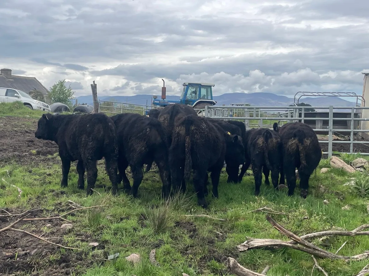 PBR Angus Bulls - Image 3