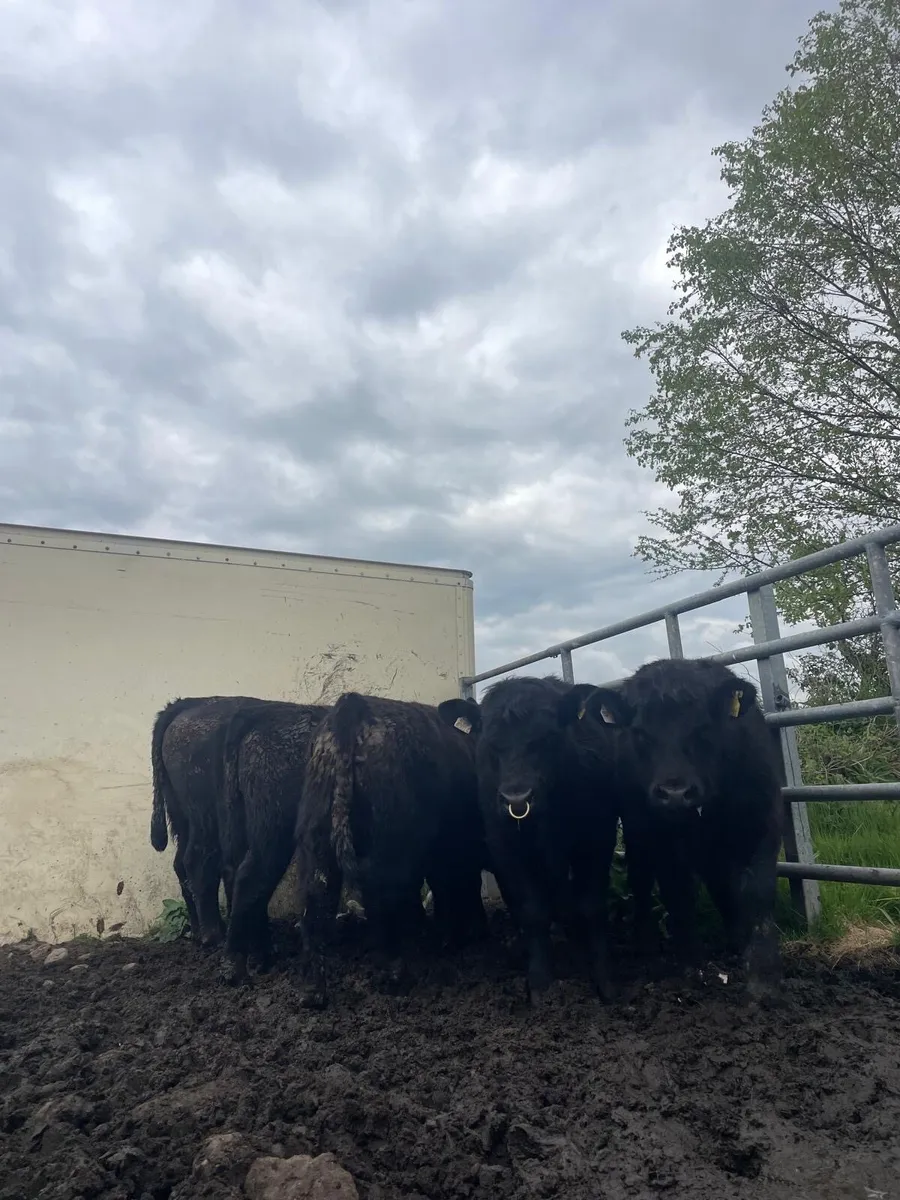 PBR Angus Bulls - Image 4