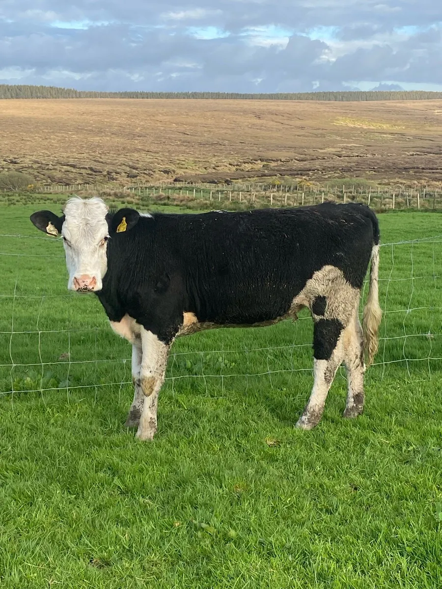 2 very good breeding heifers - Image 2
