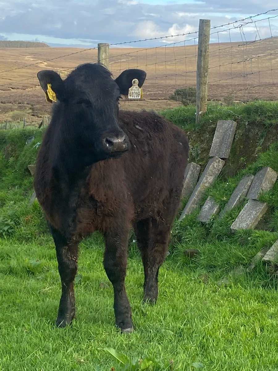 2 very good breeding heifers - Image 3