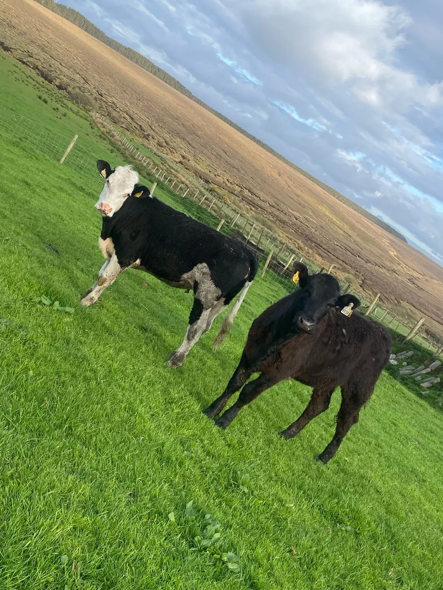 2 very good breeding heifers - Image 1