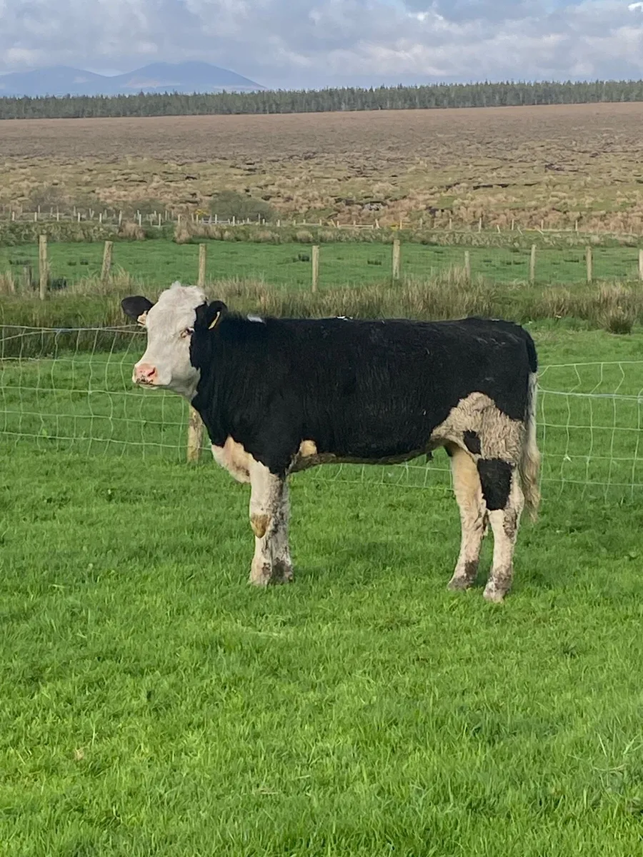 2 very good breeding heifers - Image 4