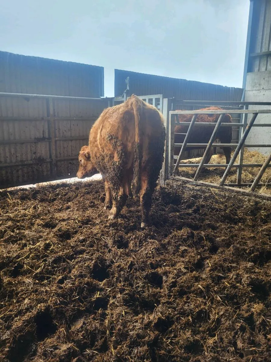springer heifer - Image 3