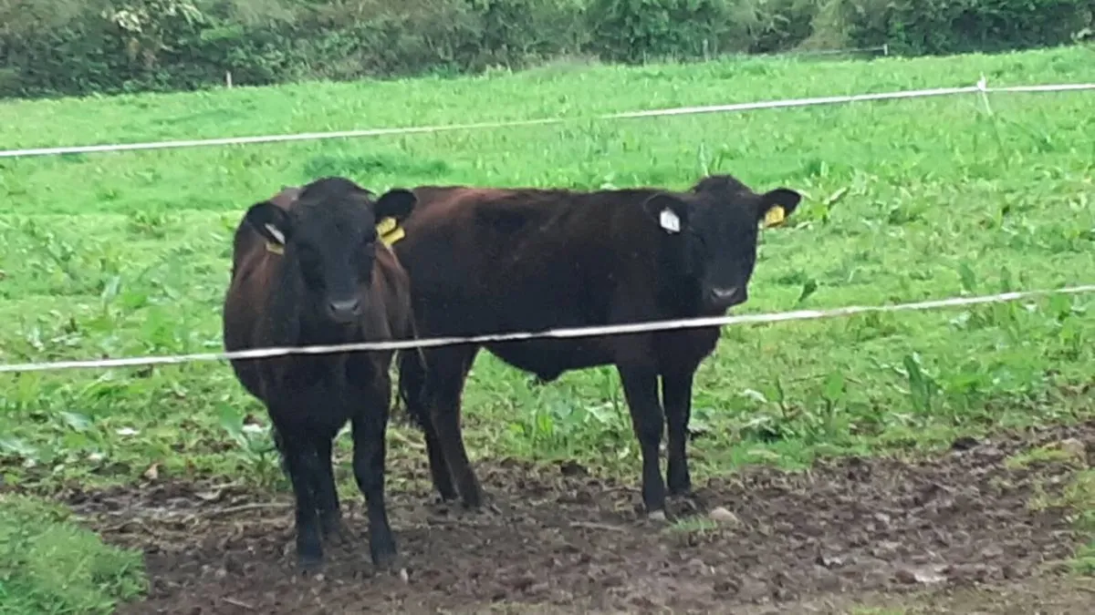 Dexter Heifers - Image 1