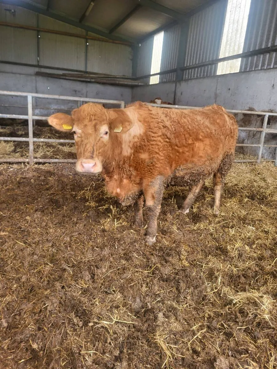 springer heifer - Image 1